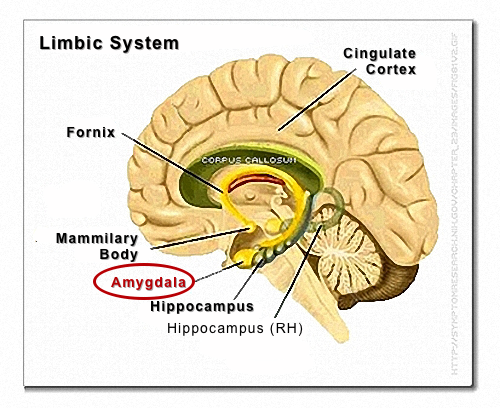 Limbic system