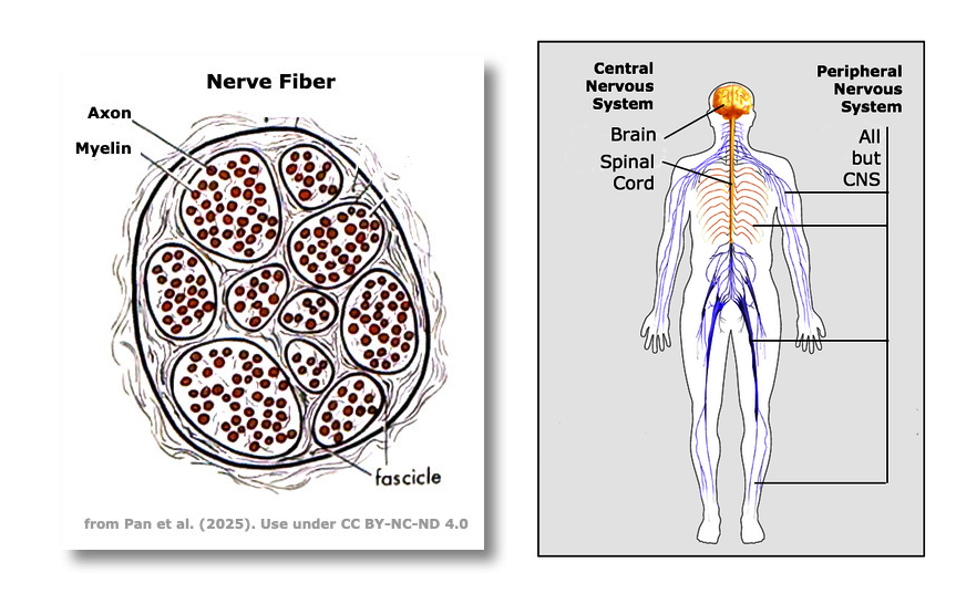 nerve cross-section, CNS, PNS