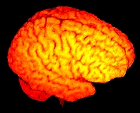 [Cortex Top View]