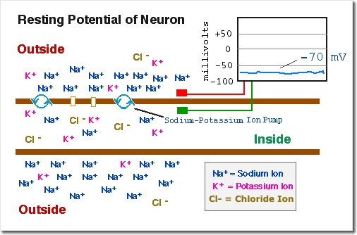 Resting
              Potential