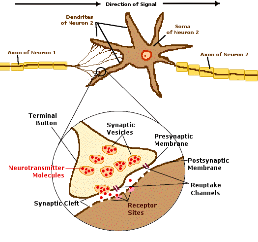 Synaptic
            Cleft