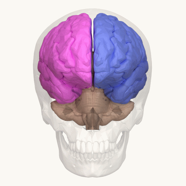 Cerebral Hemispheres (animated)