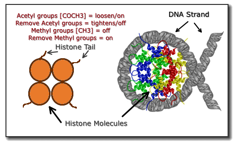 [Histone and DNA]