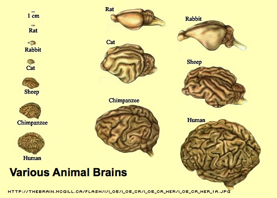 Various
            Animal Brains