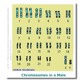 [Human Chromosomes]