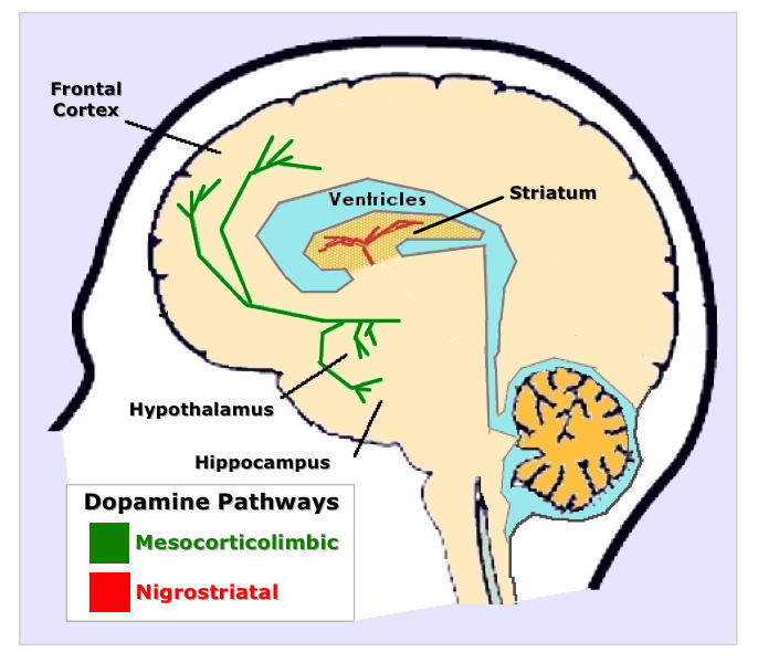 Dopaminergic pathways