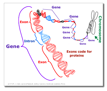 [Gene]