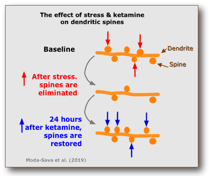 Ketamine Spines