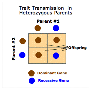 [Trait Transmission: Eye Color]