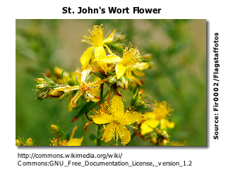 St. John's Wort Flower