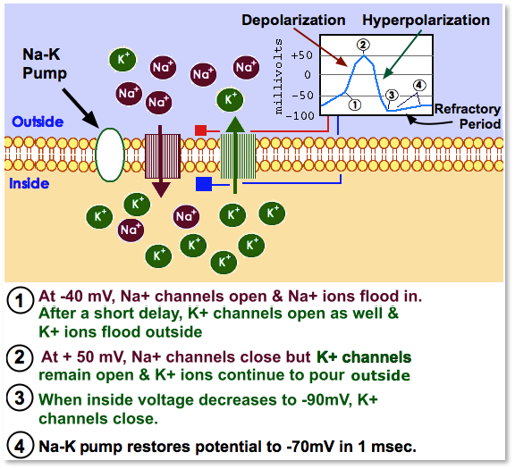 Action Potential