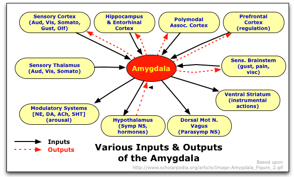 [Amygdala Connections]