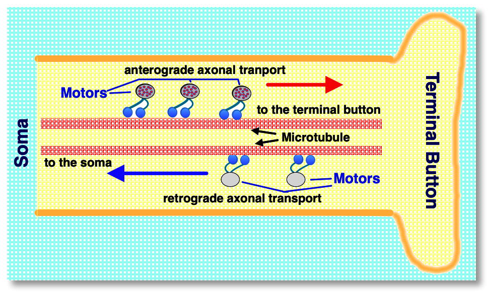 Axonal
            transport