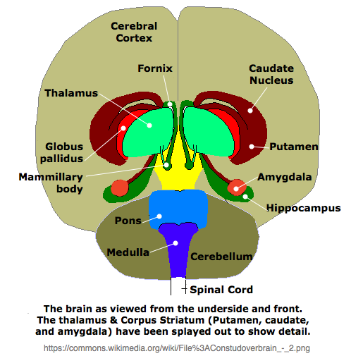Basal Ganglia