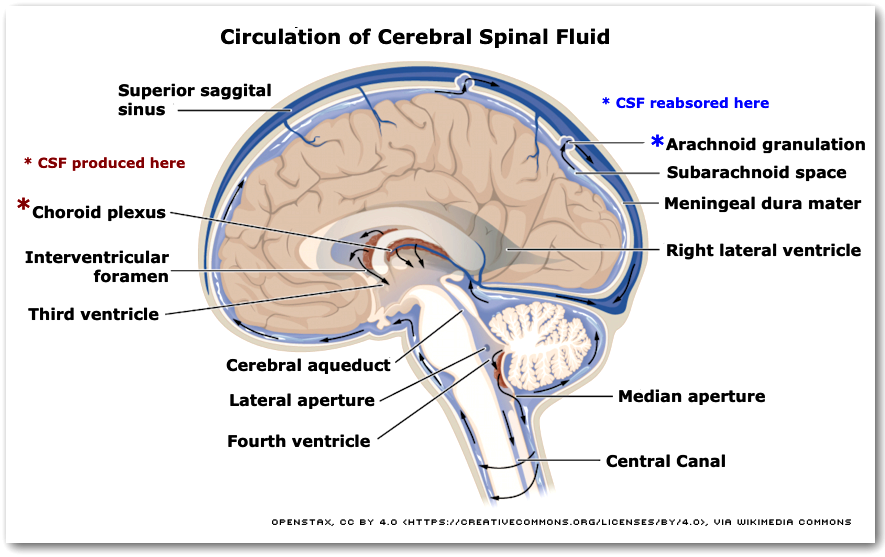 Circulation of
            CSF