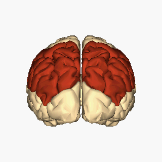 Parietal Animated