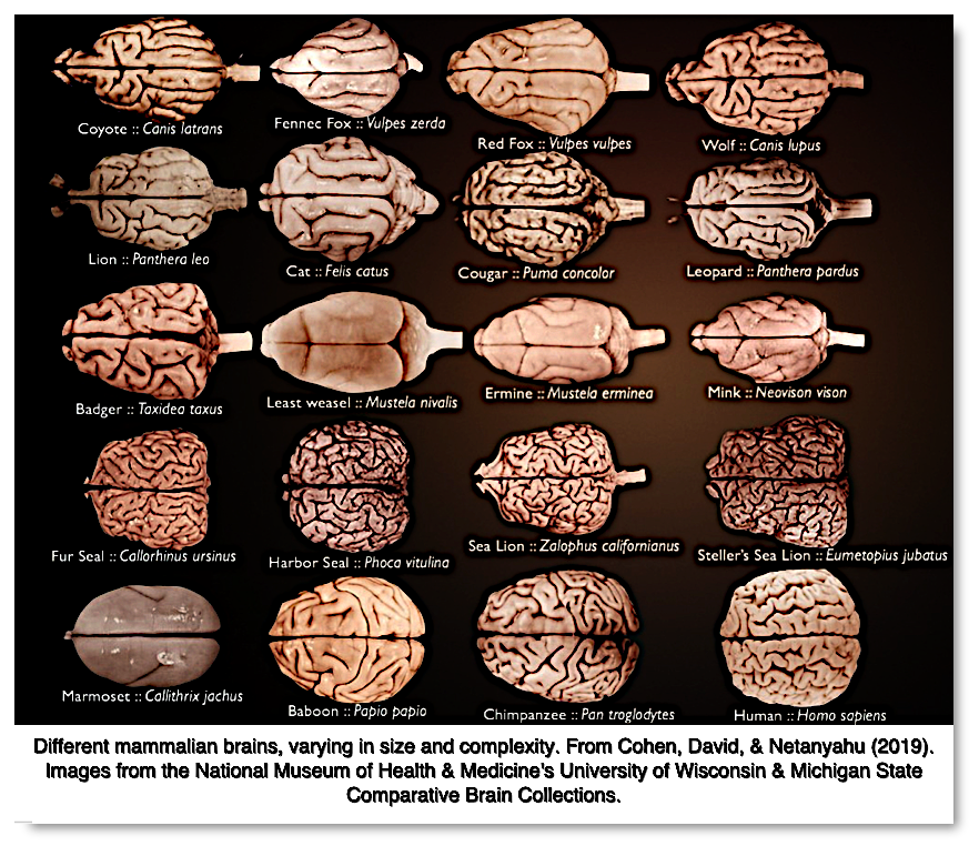 Comparative Mammalian Brains