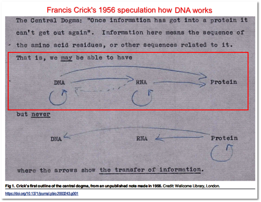 Crick
            1956 DNA-RNA-Protein Suggestion