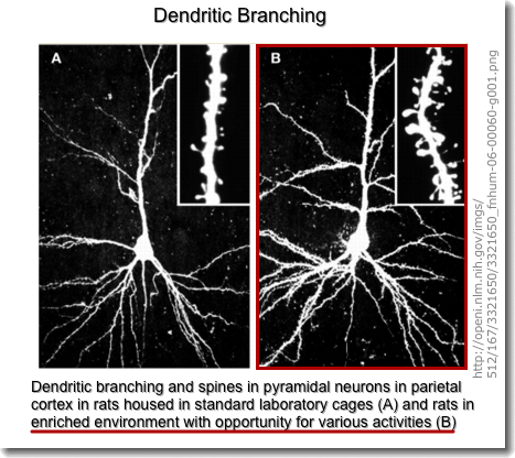 [Dendritic Branching]