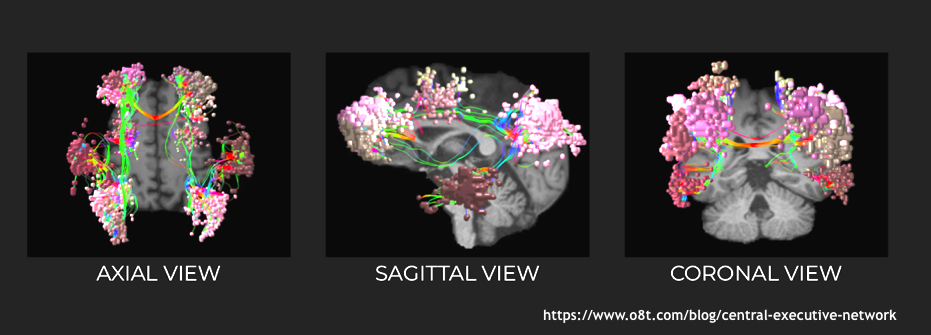 Central Executive Network