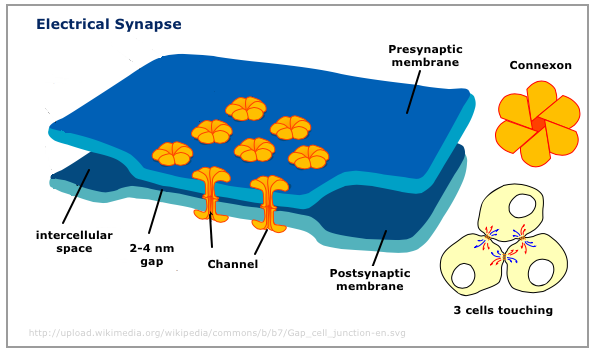 [Electrical Synapse model]