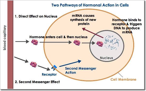 Hormone Actions