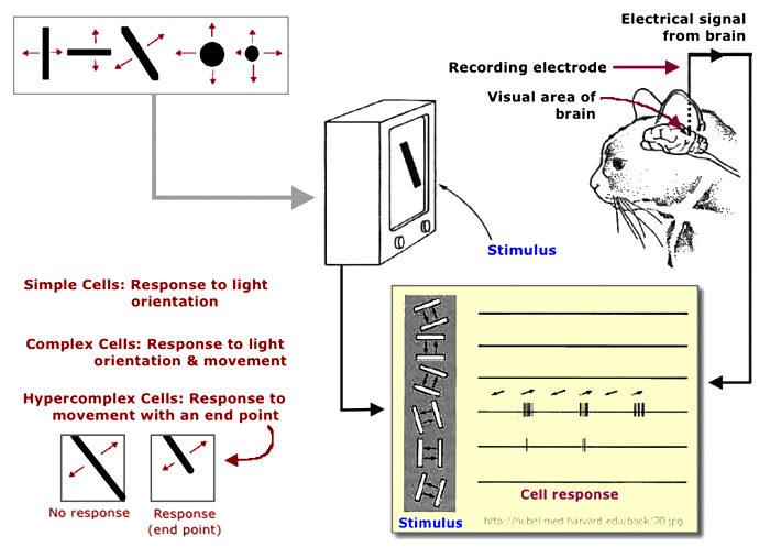 [Hubel & Wiesel Cat Experiment]