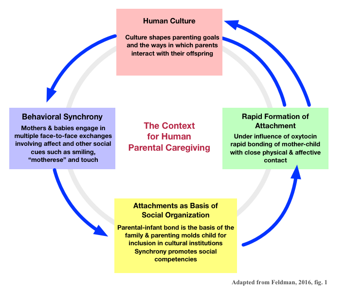 Human parenting (Feldman)