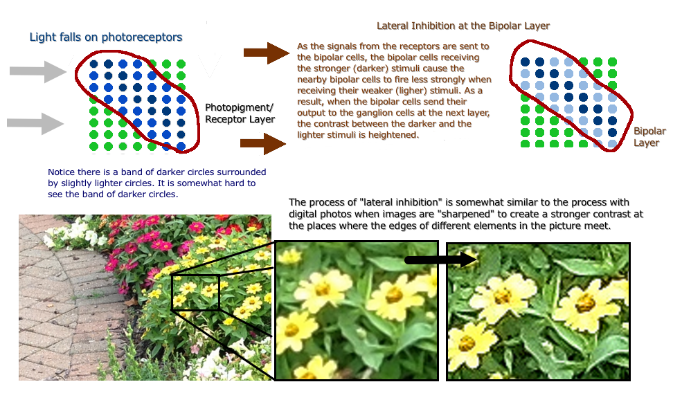 [Lateral Inhibition]
