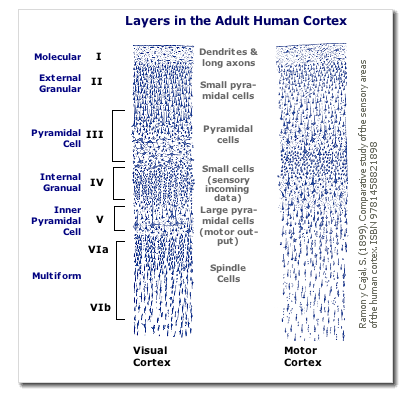 [Layers of Cortex]