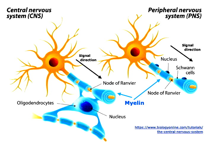 Myelin in CNS & PNS