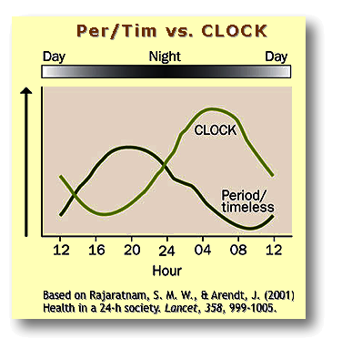Rhythm of
              Per-Tim-CLOCK over 24 hours
