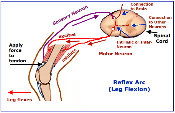 [Reflex Arc Leg Flexion]