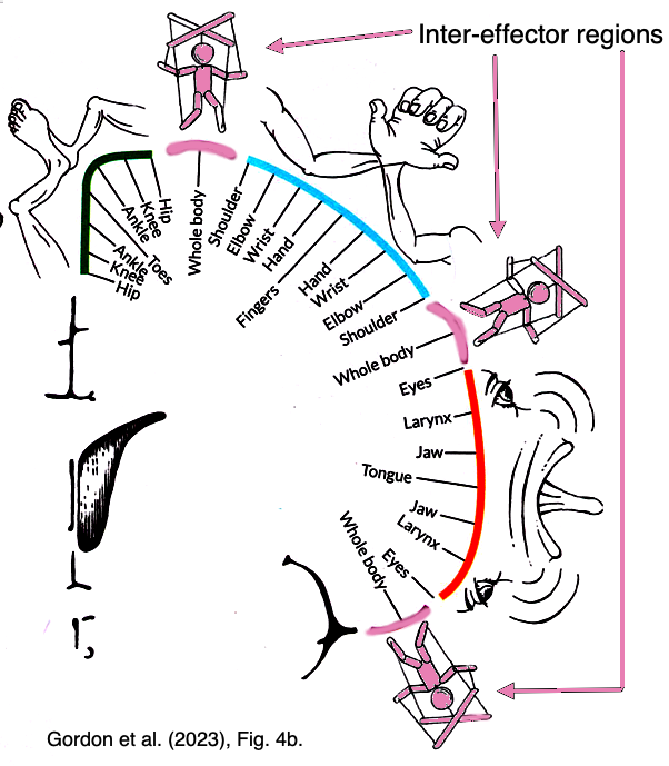 Revisualized motor cortex