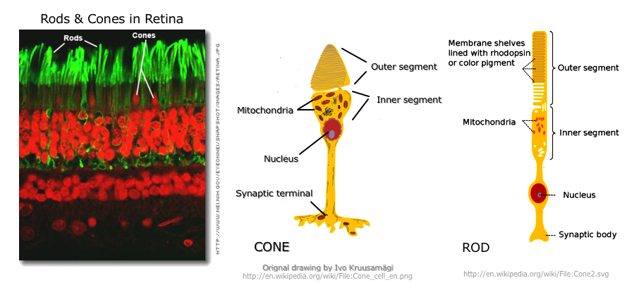 Diagram of Rods & Cones