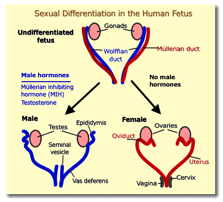 [Sexual Differentiation]