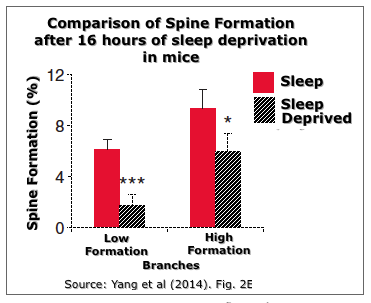 Synapse formation in sleep