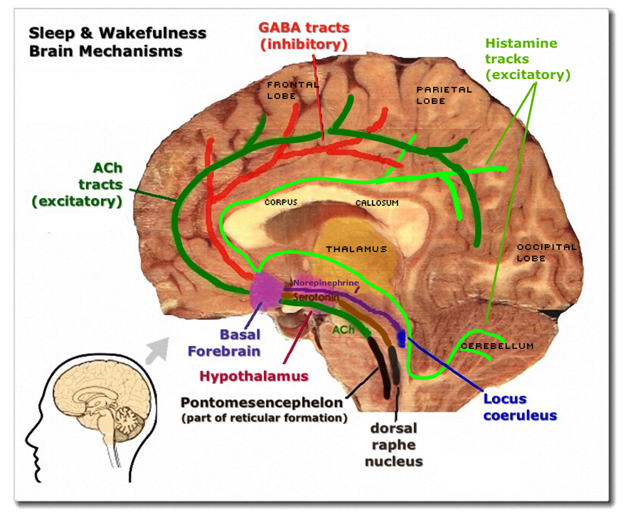 Sleep & Wakefulness - Brain Mechanisms