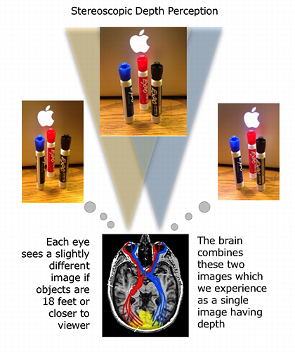 [Stereoscopic Depth
                  Perception]