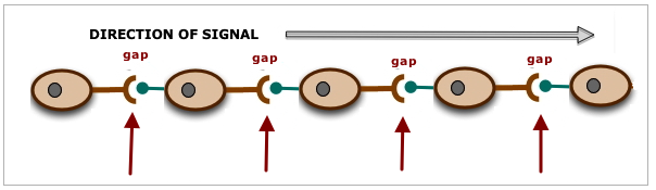 [Gaps in neural signal]