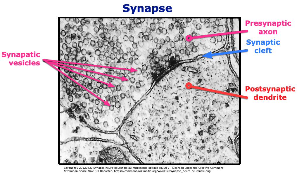 Synaptic Cleft