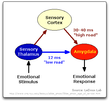 [Thalamic-Cortical Tracts & Amygdala]