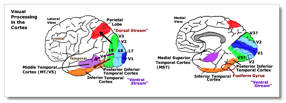 Visual Processing in the Cortex (Lateral & Medial
              View)