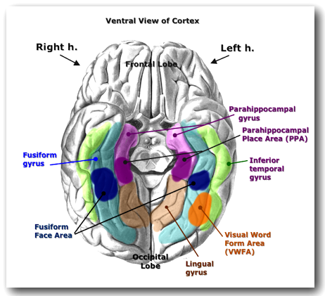 Visual recognition areas of inferior temporal lobe