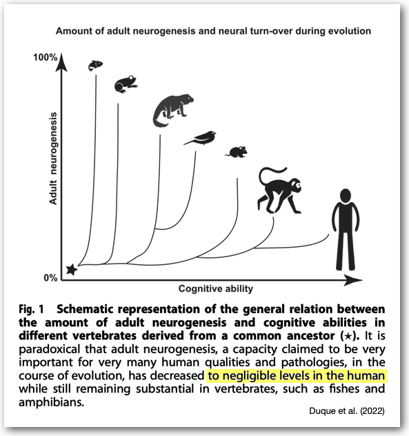 Adult neurogenesis across different types of
                  animals