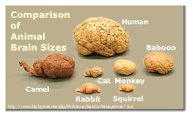 [Comparison of Animal Brains]