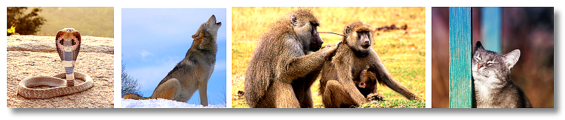 Animal
          Communication