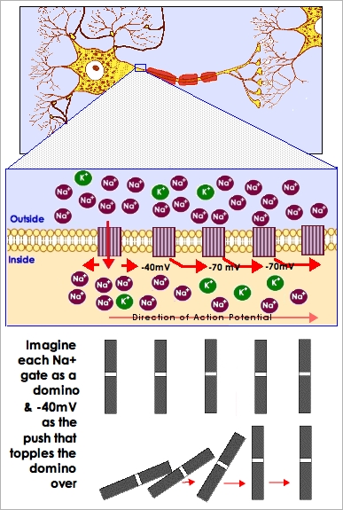 [Action Potential
                    Propagation]