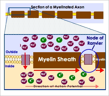 [Saltatory Conduction]