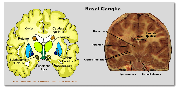 basal ganglia